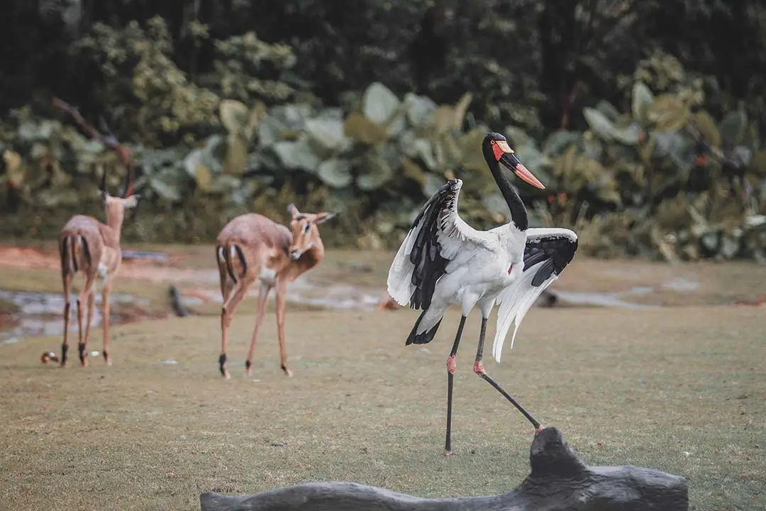 Sadlebilled stork